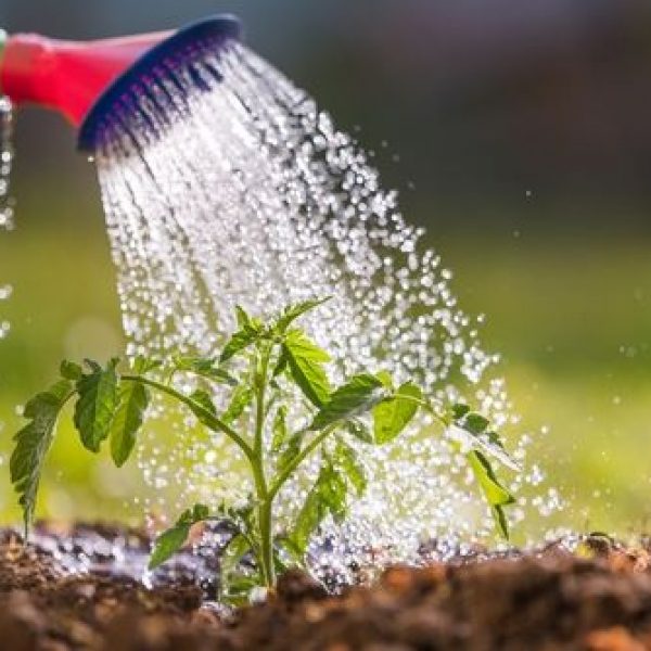 10-tips-for-waterwise-gardening-1592549421-1592549582_n